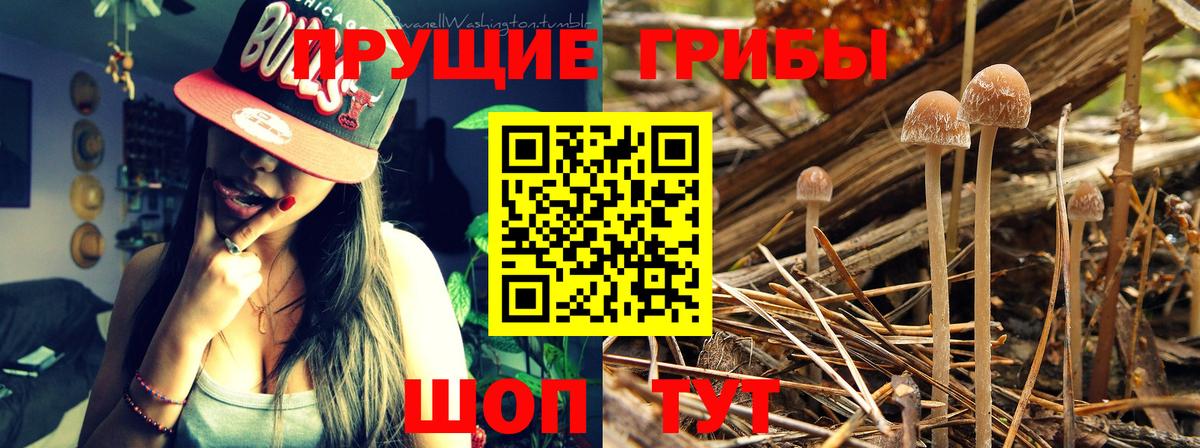 Псилоцибиновые грибы прущие грибы Таганрог
